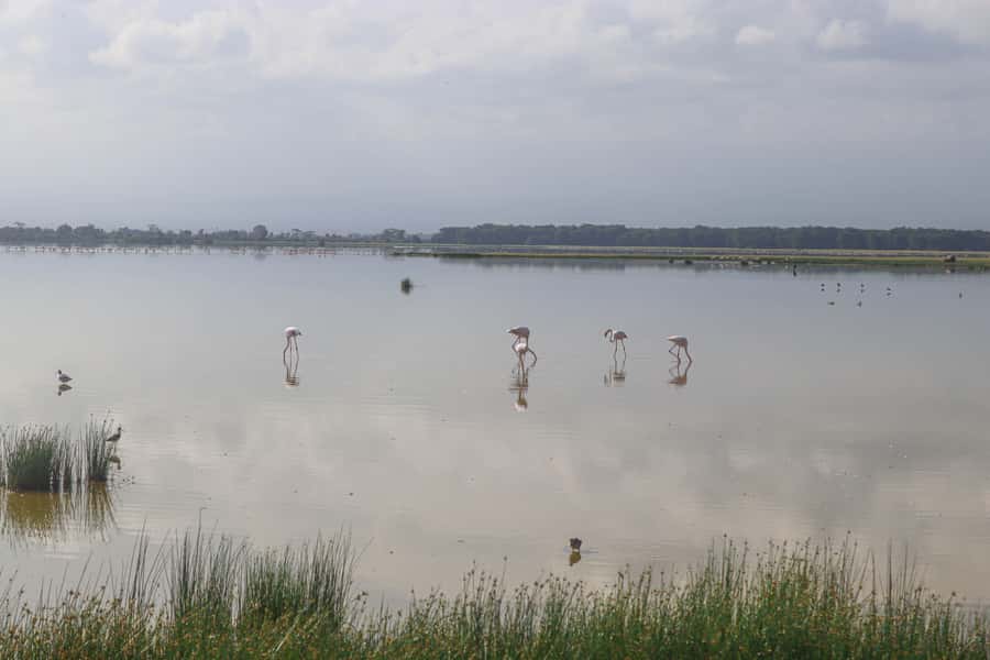 Amboseli National Park: Daytrip from Nairobi in a 4X4 Jeep - The early pickup from Nairobi