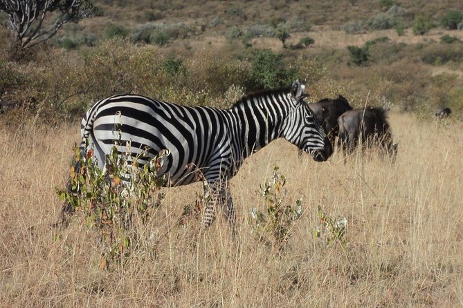 Amboseli National Park for 1 night and 2 days - Key points to know before booking