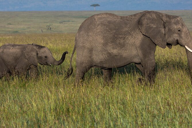 Amboseli National Park for 1 night and 2 days - A final morning among the wildlife
