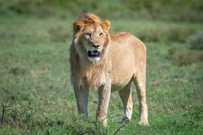 Amboseli National Park for 1 night and 2 days - Weather, cancellations, and timing