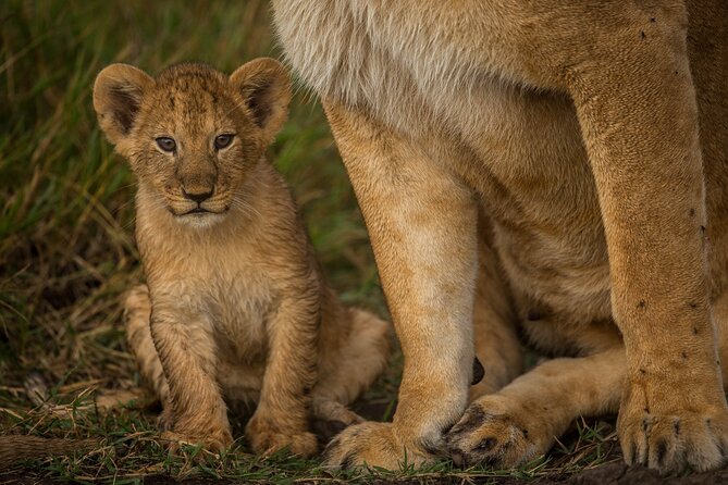 Amboseli National Park for 1 night and 2 days - Your first Amboseli game drive
