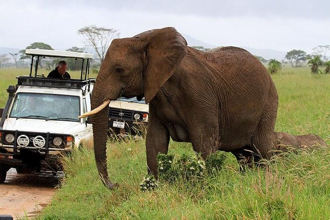 Amboseli National Park Full Day Guided Tour - Is fifteen hours too long for one day?