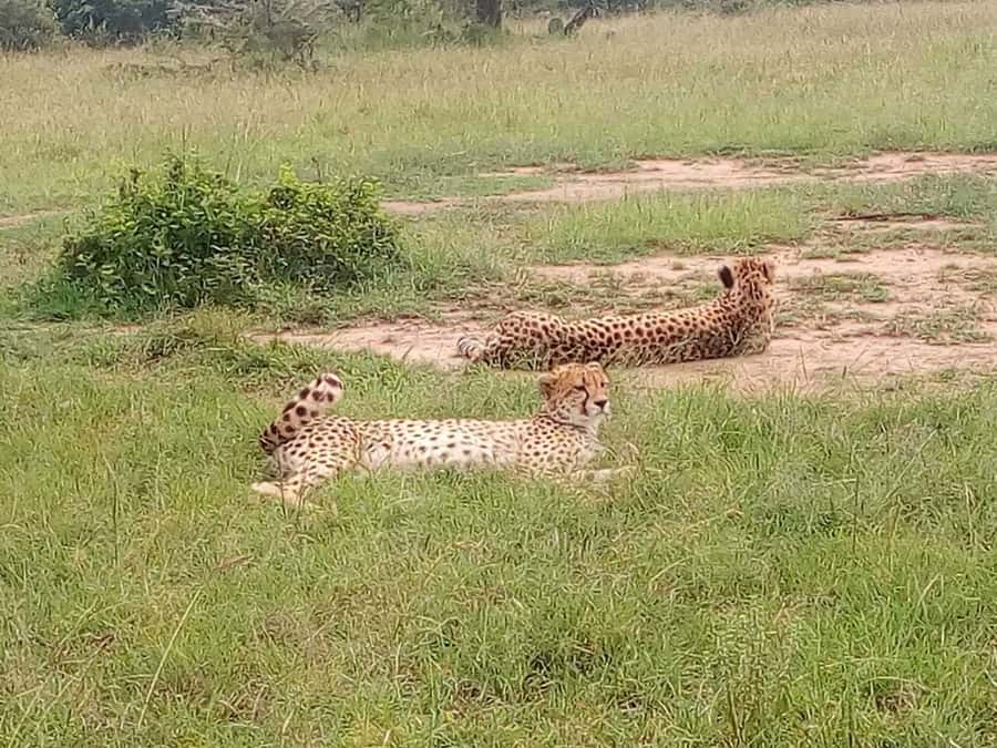 Amboseli National Park: Full-Day Tour from Nairobi - My verdict: book it for access, not for a leisurely safari