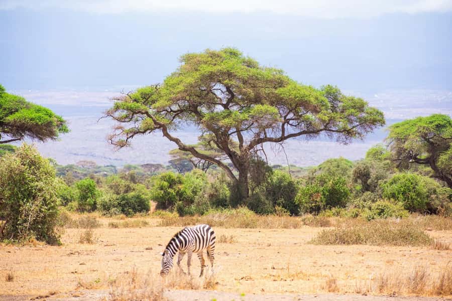 Amboseli National Park: Full Day Tour From Nairobi - The Nairobi start and the long road south