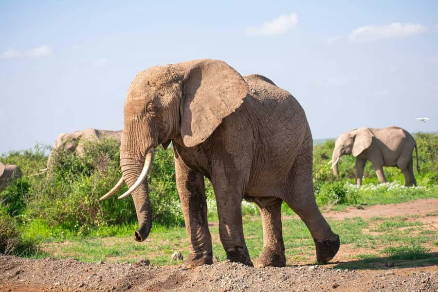 Amboseli National Park: Full Day Tour From Nairobi - Why early Kilimanjaro views matter