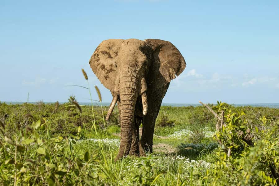 Amboseli National Park: Full Day Tour From Nairobi - Afternoon wildlife and the return drive
