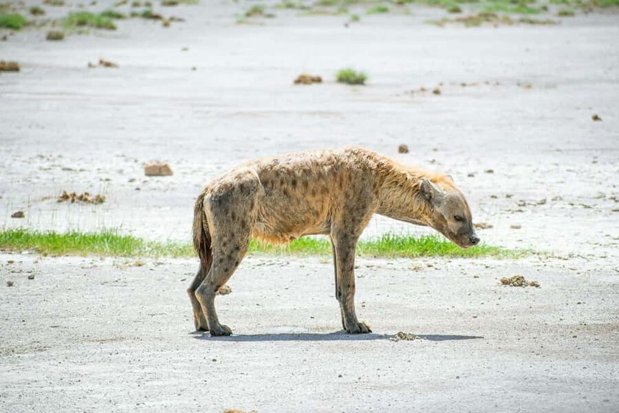 Amboseli National Park: Full Day Tour From Nairobi - The optional Maasai village visit
