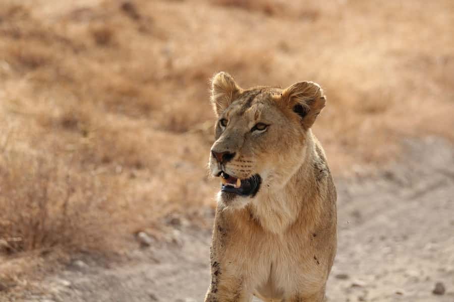 Amboseli National Park: Full-Day Tour from Nairobi - Arriving beneath Mount Kilimanjaro