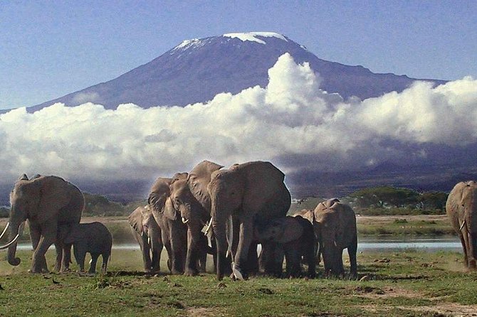 Amboseli National Park: Guided Full Day Tour - Why Amboseli makes a strong first safari