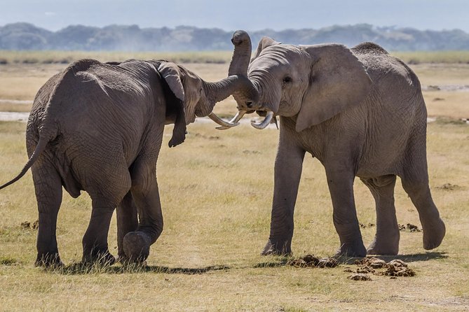 Amboseli National Park: Guided Full Day Tour - Entering Amboseli National Park