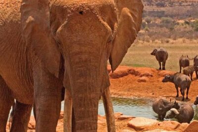 Amboseli National Park: Guided Full Day Tour
