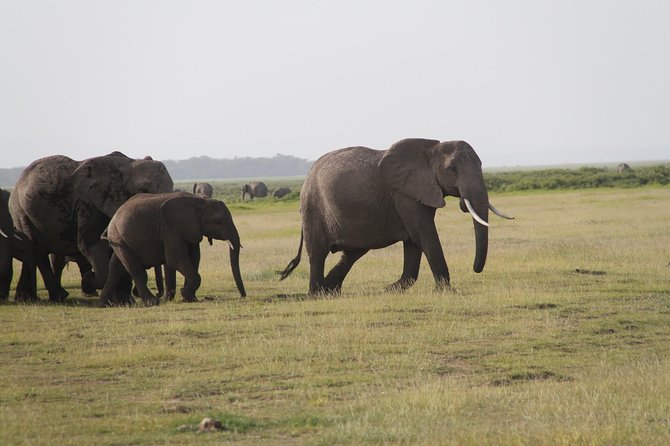 Amboseli National Park Guided Full Day Tour - The Mount Kilimanjaro factor