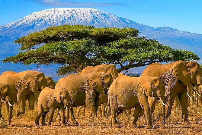 Amboseli National Park Guided Full Day Tour - Who should book this Amboseli safari