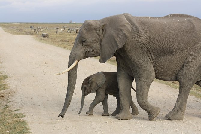 Amboseli national park private Day tour from Nairobi - Leaving Nairobi at 5:00 a.m.