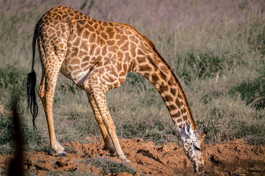 Amboseli, Tsavo East, Tsavo West & Sanctuary Safari - Key details at a glance