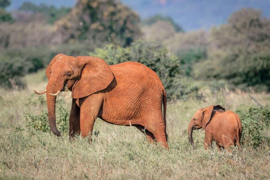 Amboseli, Tsavo East, Tsavo West & Sanctuary Safari - A 05:00 start from the Kenyan coast