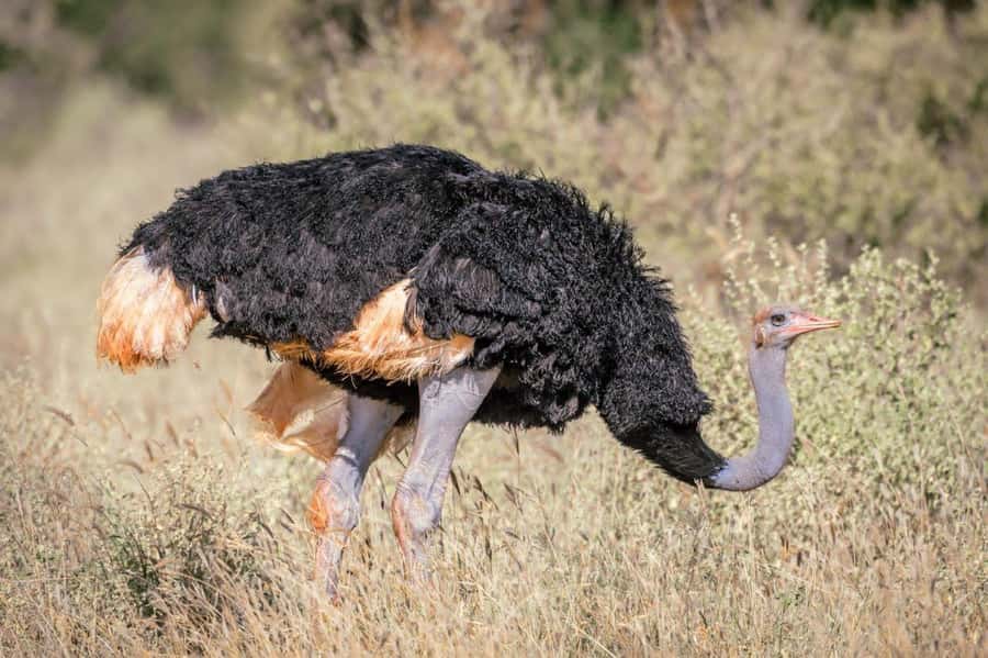 Amboseli, Tsavo East, Tsavo West & Sanctuary Safari - What the $1,500 price includes