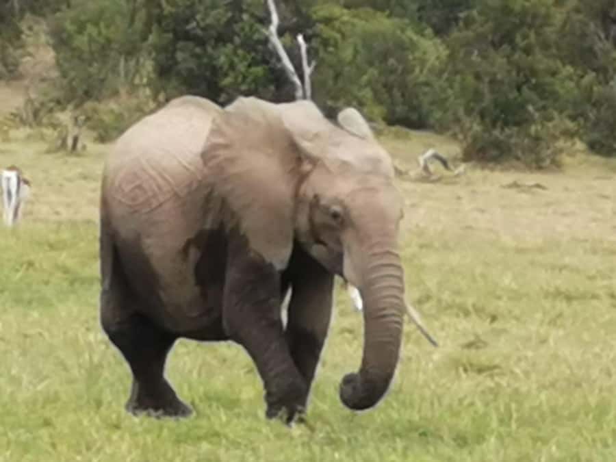 Amboseli Wildlife Day Tour And Masai Village Visit - Quick points before you book