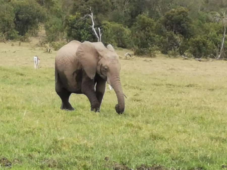 Amboseli Wildlife Day Tour And Masai Village Visit - Why Amboseli works as a one-day safari