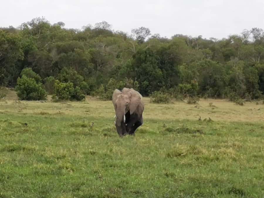 Amboseli Wildlife Day Tour And Masai Village Visit - Is the $162 price good value?