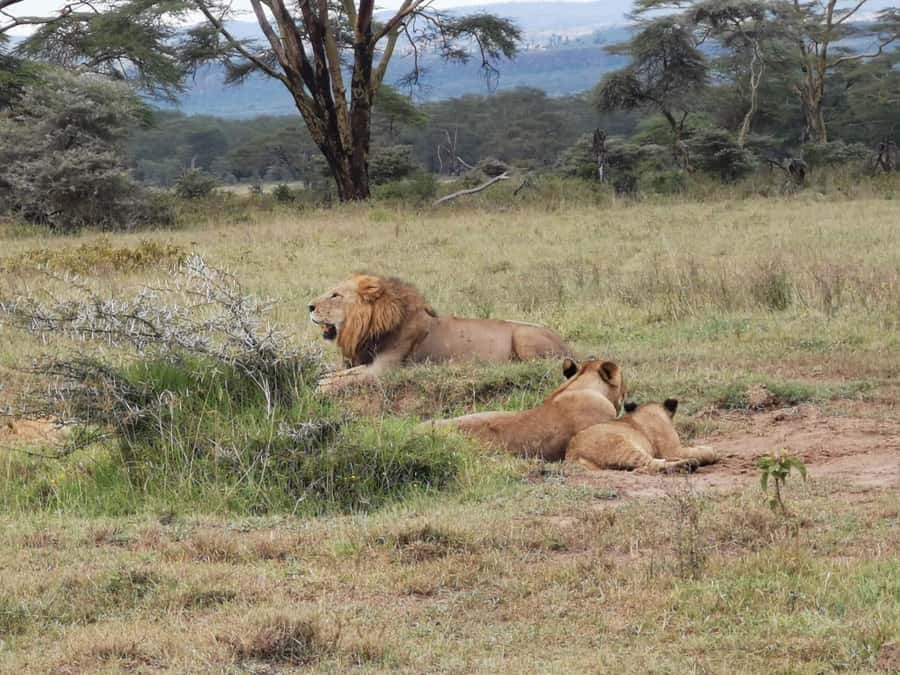 Amboseli Wildlife Day Tour And Masai Village Visit - The 5:00 a.m. pickup from Nairobi