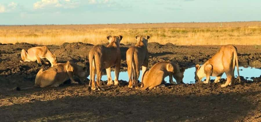 Amboseli Wildlife Day Tour and Masai Village Visits - Key points to know before you book