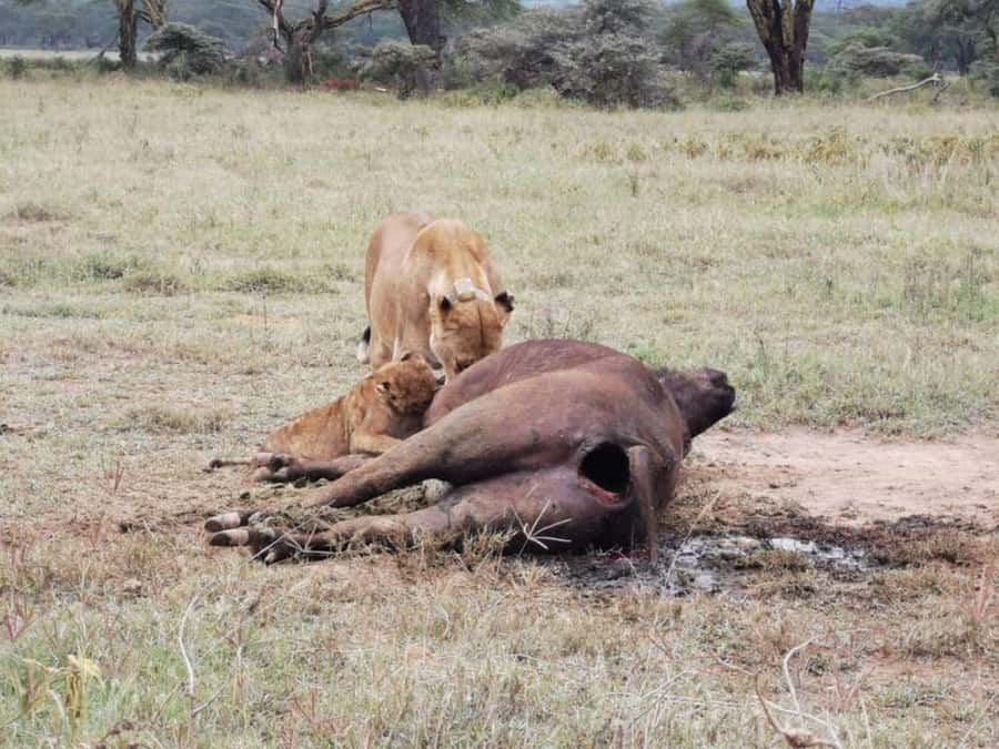 Amboseli Wildlife Day Tour and Masai Village Visits - The Nairobi departure and the three-hour road trip