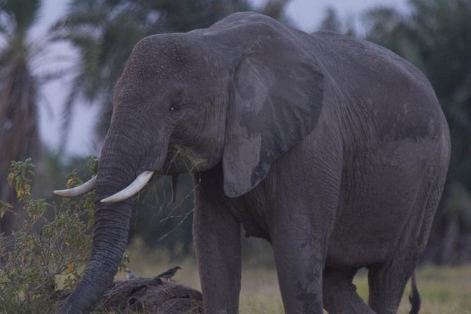 Best of Kenya Safari - Leaving Nairobi for Samburu’s dry northern country