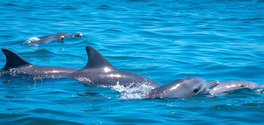 Blue Safari: Snorkeling at Watamu Marine Park & Seafood - Key points before you book