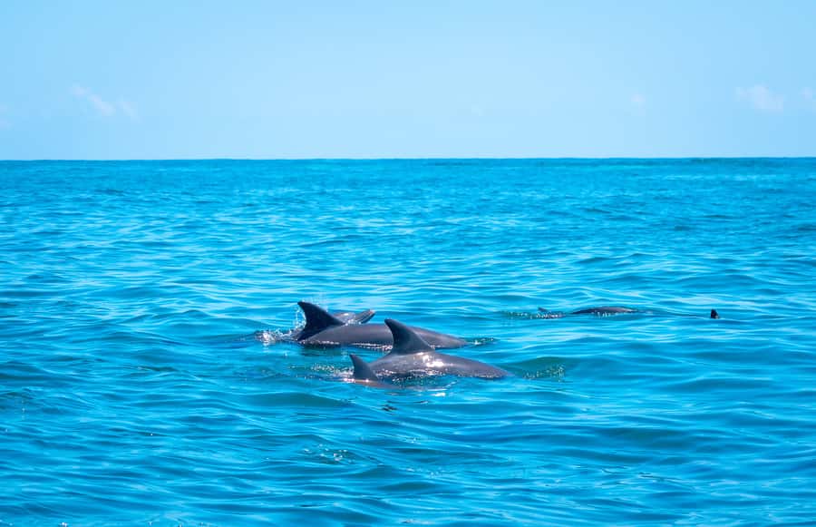 Blue Safari: Snorkeling at Watamu Marine Park & Seafood - What to pack for a smoother day