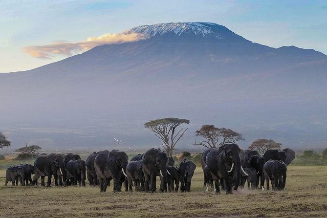 Classic Amboseli Day Trip - Why Amboseli works as a long day from Nairobi