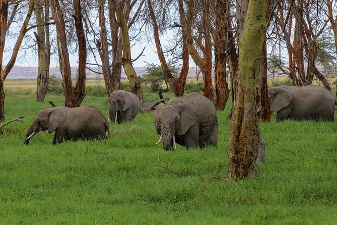 Classic Amboseli Day Trip - Arriving at Amboseli around 9 a.m.