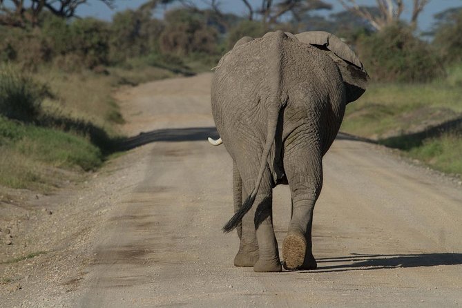 Classic Amboseli Day Trip - The Kilimanjaro view depends on the sky