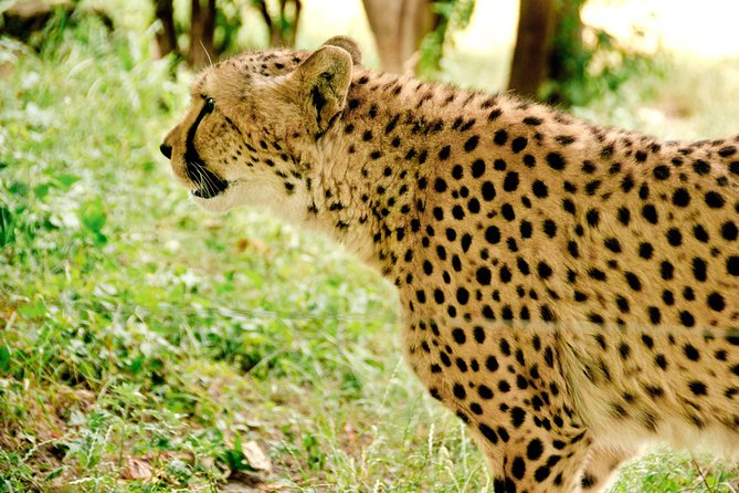 Classic Amboseli Day Trip - What the $180 price really covers