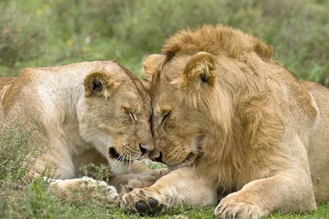 Classic Best Adventure In Kenya And Tanzania 2025 - Five things to know before booking