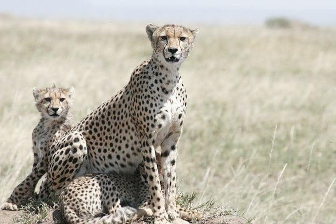 Classic Best Adventure In Kenya And Tanzania 2025 - Day 1: A soft landing in Nairobi