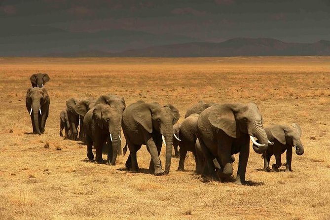 Classic Best Adventure In Kenya And Tanzania 2025 - Day 4: Crossing into Tanzania and Lake Manyara