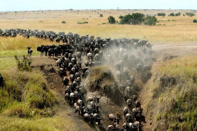 Classic Best Adventure In Kenya And Tanzania 2025 - Day 9: The long route to Maasai Mara