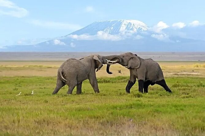Classic Best of Kenya - Amboseli and the classic Kilimanjaro view