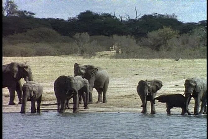 Classic Best of Kenya - A full Amboseli day among elephants