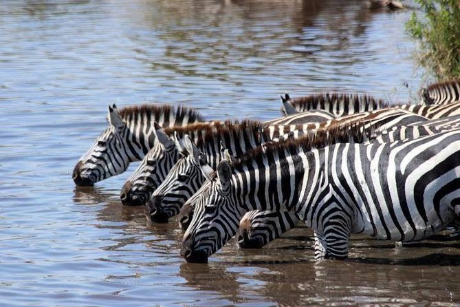 Classic Luxury 4 X 4 Masai Mara Safari - What the four-day safari is really like