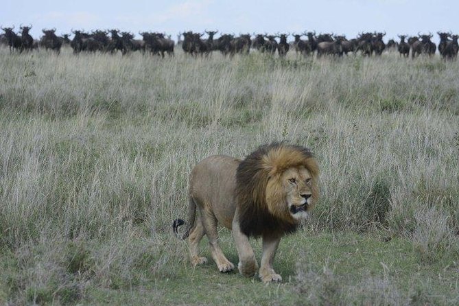 Classic Luxury 4 X 4 Masai Mara Safari - Day four: returning to Nairobi through Kenya’s high country