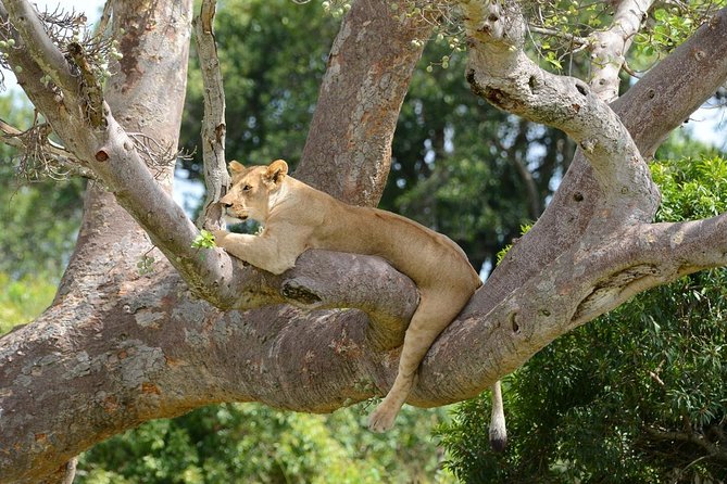 Classic Thrilling Kenya, Tanzania and Zanzibar 2024 - Three nights in the Serengeti are worth protecting