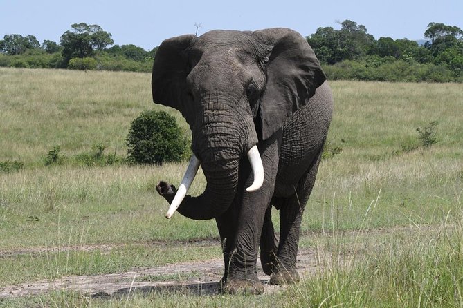 Classic Thrilling Kenya, Tanzania and Zanzibar 2024 - Mount Kenya and Ol Pejeta add variety