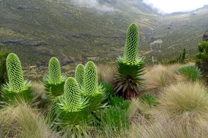 Climbing Mount Kenya 5 Days Via Chogoria Route - Day 1: Nairobi to Chogoria and the Bamboo Forest