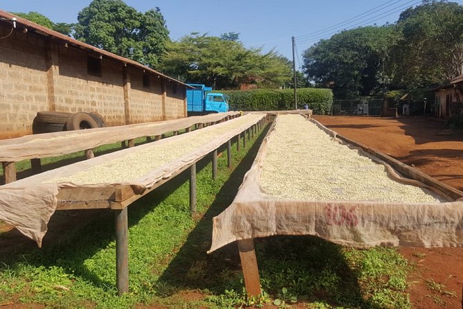 Coffee Farm Half-Day Tour in Kenya - Fairview Estate at 1,750 meters