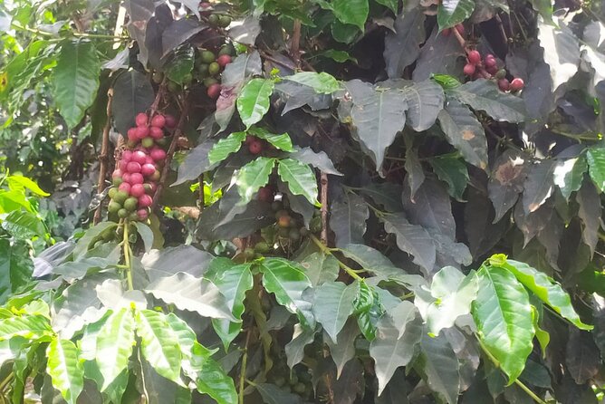 Coffee Farm Half-Day Tour in Kenya - The entrance-fee warning deserves attention