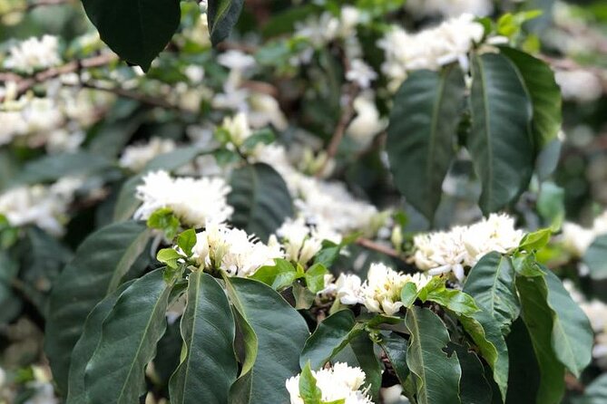 Coffee farm tour, coffee roasting and tasting experience - The final coffee tasting