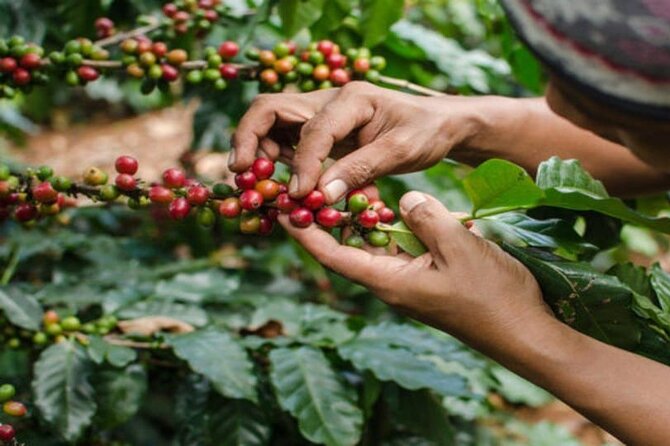 Coffee Farm Tour (Fairview) - What makes this coffee tour worth your morning