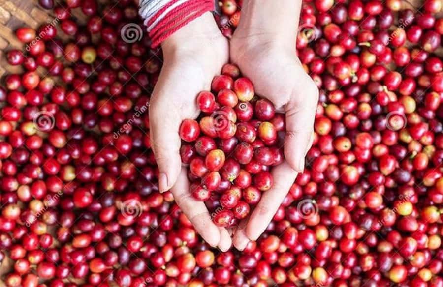 Coffee farm tour in nairobi with free pickup & drop off. - Key points at a glance